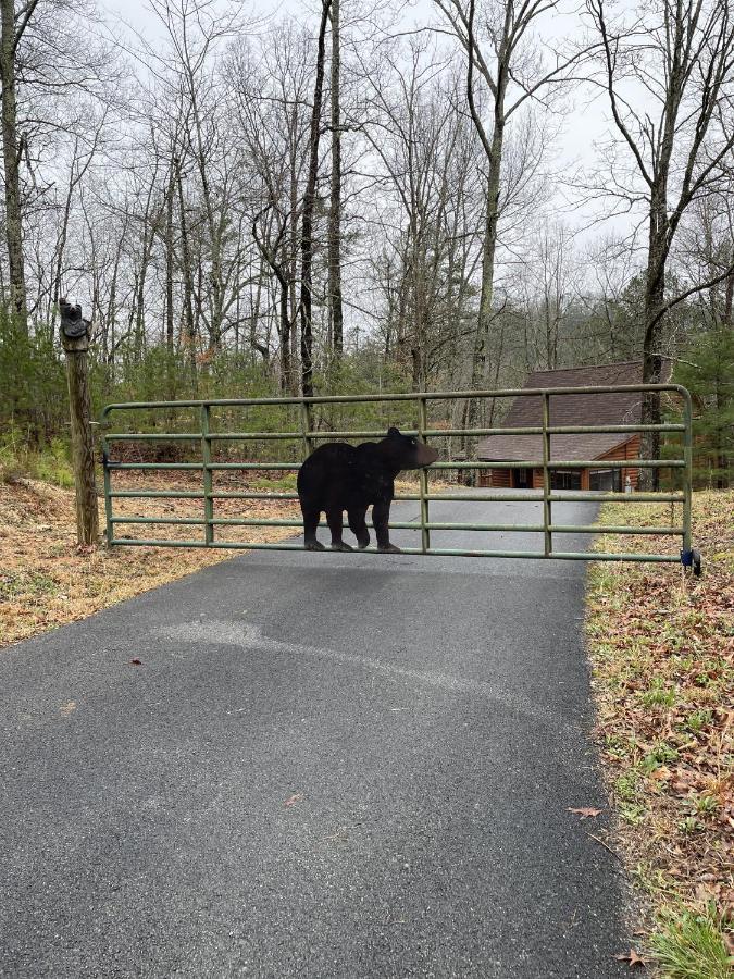 Great Smoky Mountains Cabin!, Secluded, Pet-Kid Friendly! Sevierville Bagian luar foto